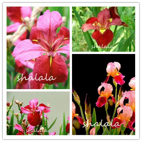 

Red Tall Bearded Flag Iris Perennial Garden Flower Rare Color Heat Resistant Charming Color Plant Outdoor Bonsai 10pcs