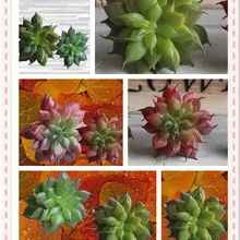 Искусственные Искусственные цветы суккулент Лотос растения Трава ландшафт с искусственным растением поддельные цветочные композиции садовый Декор украшение для дома и офиса