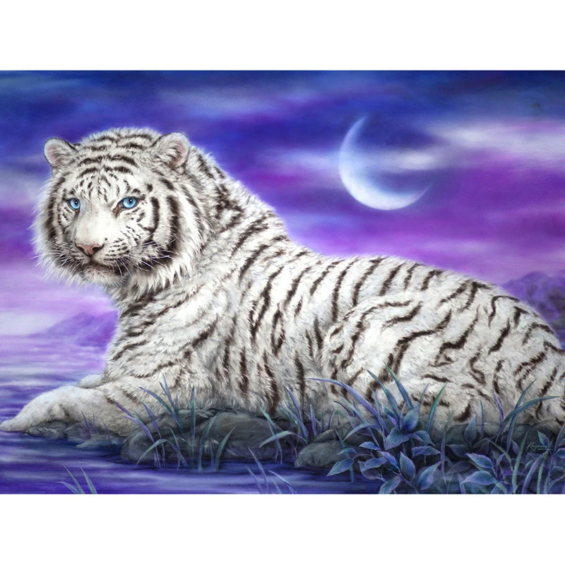 HTB1vFlwi8DH8KJjSszcq6zDTFXaN