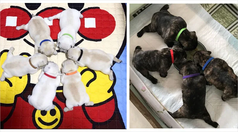Identification Whelping ID Tags Collar