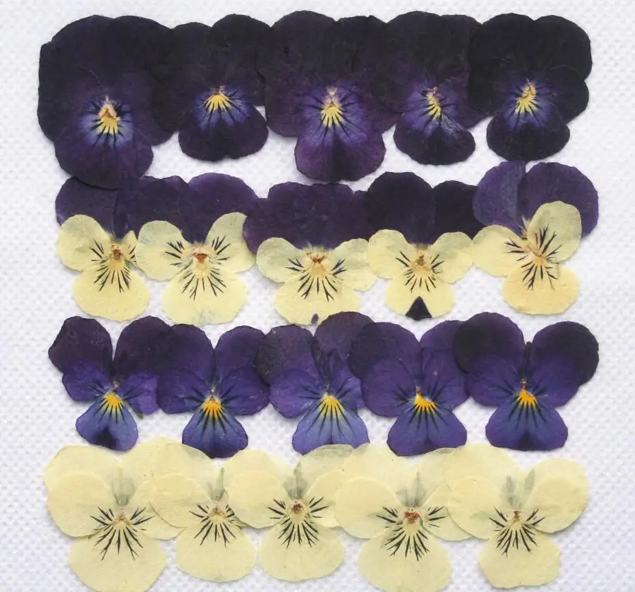250pcs Pressed Dried Pansy Flower Filler For Epoxy Resin Pendant