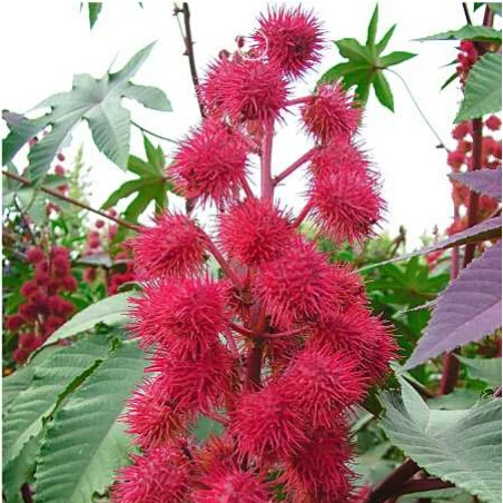 

Red Ricinus Communis Castor Oil Plant , 10 / Pack, Perennial Shrubs