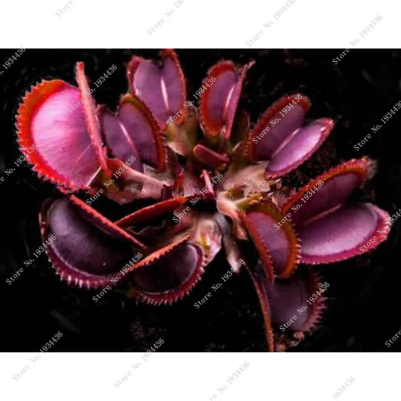 Плотоядные растения упаковка 40 шт. микс Плотоядный Венера муха ловушка Sundews объемная упаковка бонсай цветок для дома садовый декор Плотоядные растения упаковка 40 шт. микс Плотоядный Венера муха ловушка Sundews объемная упаковка бонсай цветок для дома садовый декор