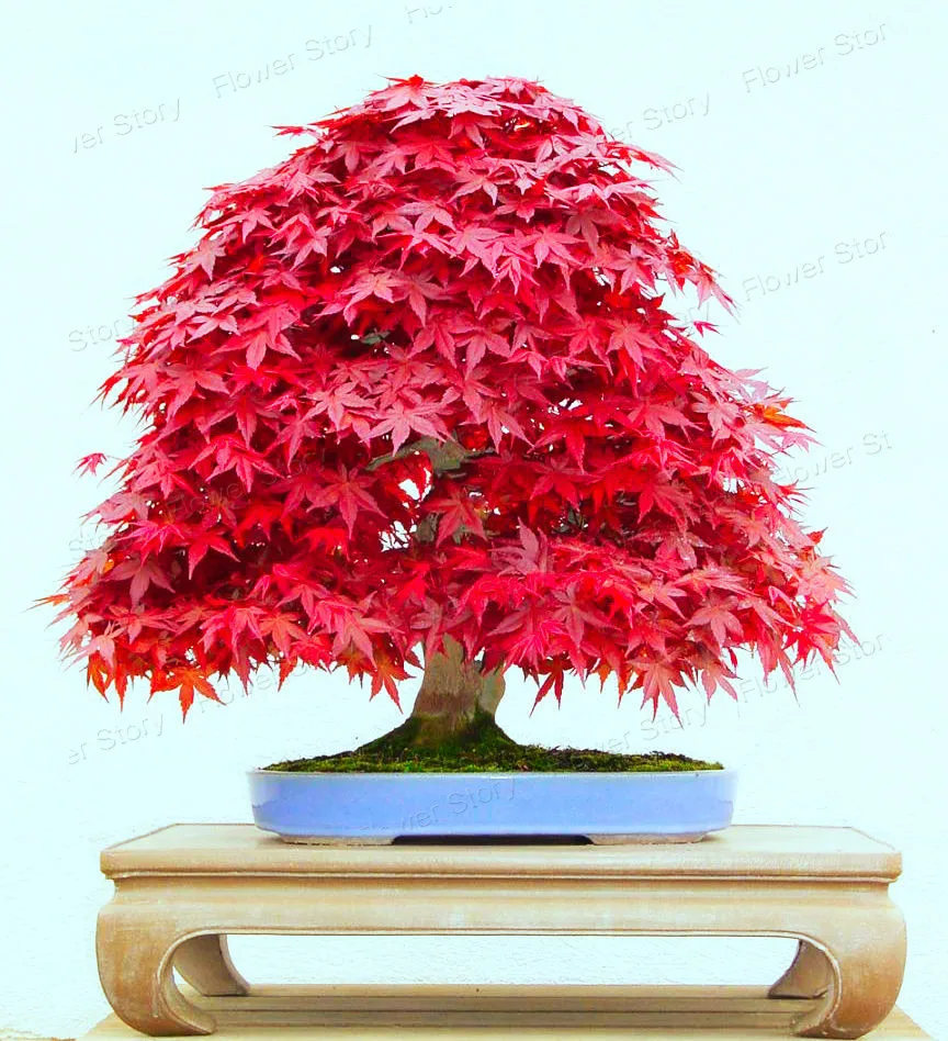 50 Zaad Japanse Maple Bonsai Boom Rode Maple Prachtige Kleur 100 Real