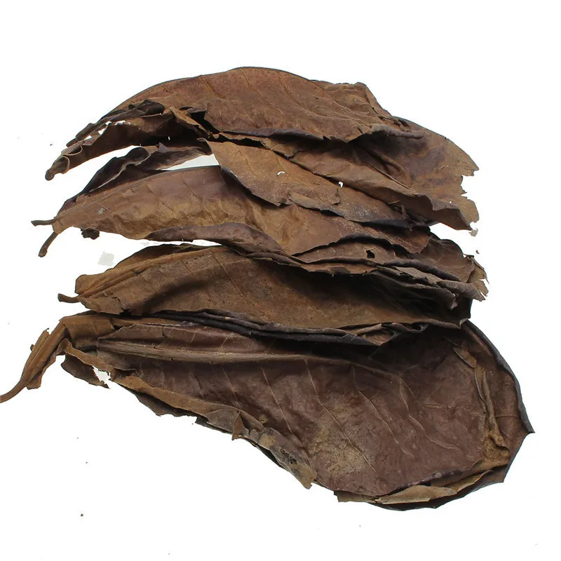 

Natural Terminalia Catappa Leaves Placed In Fish Tank Filter Aquarium Foetida Leaves Shrimp Catfish Love 25/50/100g