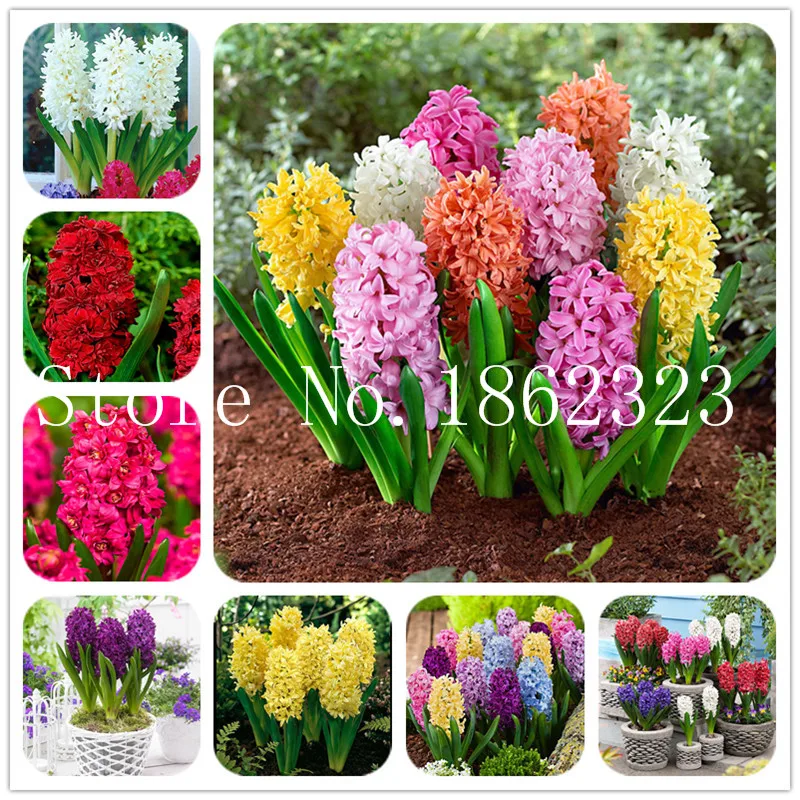 100/pcs Hyacinth Bonsai, Perennial Hyacinth potted flower, Indoor Plant Easy Grow In Pots, Bonsai plant flower for home garden