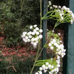 Свадебные настенные висячий подарок DIY декоративные поддельные Gypsophila арки искусственный цветок розы вечерние Ремесло Сад фотографии