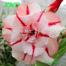 20 Fresh Adenium Obesum seeds Thailand Rare Real Desert Rose Seeds no332 Triple Dream clock