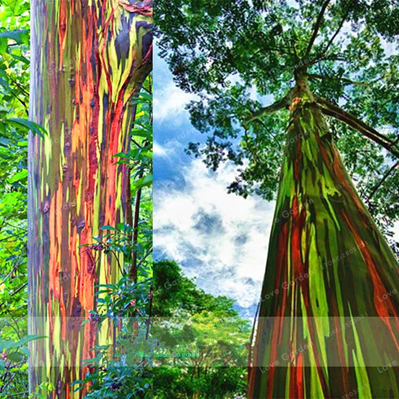 50 Pcs Rare Rainbow Eucalyptus Deglupta Bonsai Tree Potted 50 Pcs Rare Rainbow Eucalyptus Deglupta Bonsai Tree Potted Courtyard Plant For Garden Fast Growing Evergreen Plants In From Home On