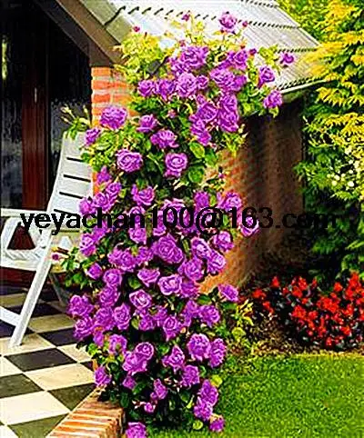 Purple fairy garden  Climbing Roses bloom over time 200 flower seeds