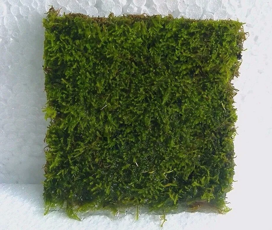Аквариум живой мох растение сетка 3,8x3,8 дюйма 304 Нержавеющая Стел проволочная сетка для мхов аквариумные растения