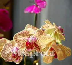 100 шт. Phalaenopsis бонсай цветок орхидеи бонсай в горшке бонсай DIY очистки воздуха цветок Бонсай завод