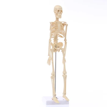 

NEW Mini Detachable Human Skeleton Bone Model Removable Arms Legs w Metal Stand Anatomical Medical Model