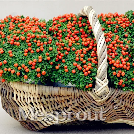 Image 100 Pcs   Bag, Lamp Beads Grass Seeds, Diy Potted Plants, Indoor   Outdoor Pot Seed Germination Rate Of 95% Mixed Colors