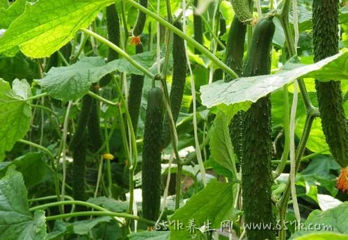 黄瓜不能搭配什么吃 这些日常食材都不能你知道吗