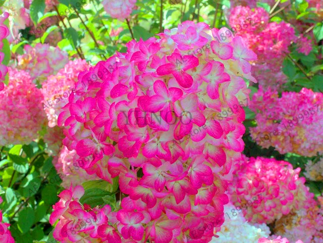 

New Fresh 20 Pcs/Bag Vanilla Strawberry Hydrangea Flower garden For Planting Flower Bonsai Or Tree flores Hydrangea Macrophy