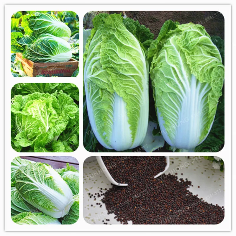 Семена Пекинской Капусты Купить В Москве