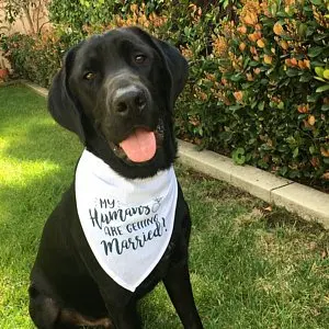 Customize wedding Save The Date Dog Bandana, Save The Date Engagement Photo Props, Save The Date Sign, Dog Engagement Photo - Цвет: mommy daddy married