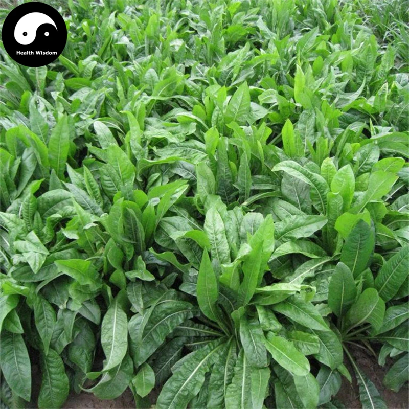 

Buy Cichorium Intybus Semente 800pcs Plant Big Leaf Vegetable Chicory Forage Grass