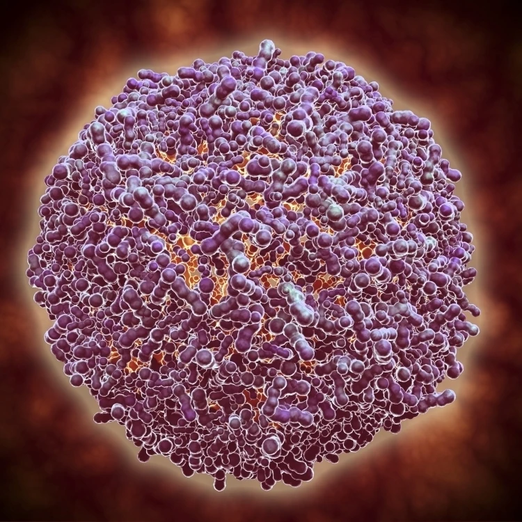 Microscopic view of Sindbis virus Poster Print (32 x 24)