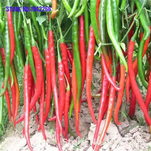 

100pcs long hot pepper ,red hot chilli peppers,farm Delicious ingredients Home Garden Decoration Flowers Ground Cover