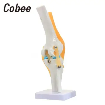 

Medical Human Knee Joint Model Skeleton Anatomy Model PVC Manual Specialized Reference Visual Base School Science Study Tools