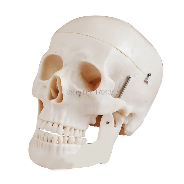 Non-toxic PVC Adult skull model 1:1 three removable tooth clinic simulation skulls cranium medical college decorative Figurines