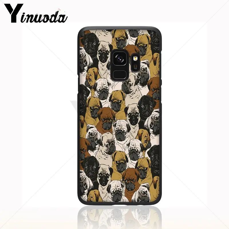 pug dog animal