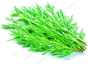 100pcs Sale Rosemary Garden Terrace Indoor Potted Four Seasons Easy To Sow bonsai Vanilla Marine Dew