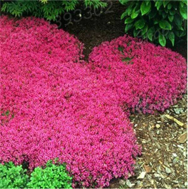 100 PCs torba pełzanie tymianek bonsai rzadki kolor skała CRESS roślina wieloletnia Ziemia okładka kwiat naturalny wzrost dla dom ogród tanie i dobre opinie Bardzo proste Wykluczone Roślina podwórku Upiększających Mini średni duży mały Jesień Konserwy roślin Wieloletnich 100 PCs torba pełzanie tymianek bonsai rzadki kolor skała CRESS roślina wieloletnia Ziemia okładka kwiat naturalny wzrost dla dom ogród tanie i dobre opinie Bardzo proste Wykluczone Roślina podwórku Upiększających Mini średni duży mały Jesień Konserwy roślin Wieloletnich