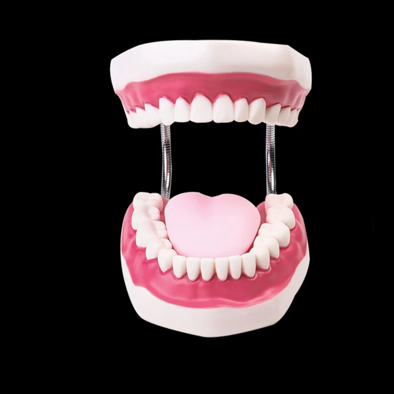 

6 Times Dental Adult Teeth Model Oral Models Tooth With Tongue For Kindergarten Child Early Teaching Study Health Care Supplies