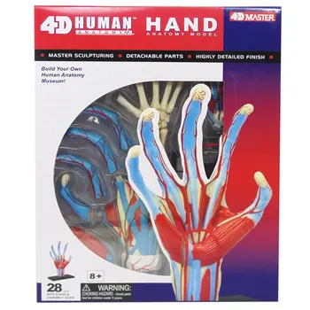 

4D Master Human skull hand anatomy skeleton anatomical spine bone model ps4 esqueleto humano anatomia with denture teeth