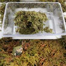 Reptile Terrarium Decorative Moss