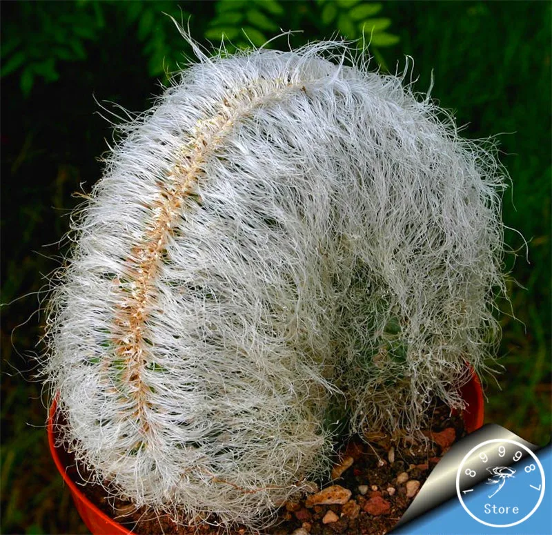 

Time-Limit!!100pcs/Pack mini cactus plantas (Astrophytum) succulents plants bonsai DIY home garden Rare flower Flores,#XANE52