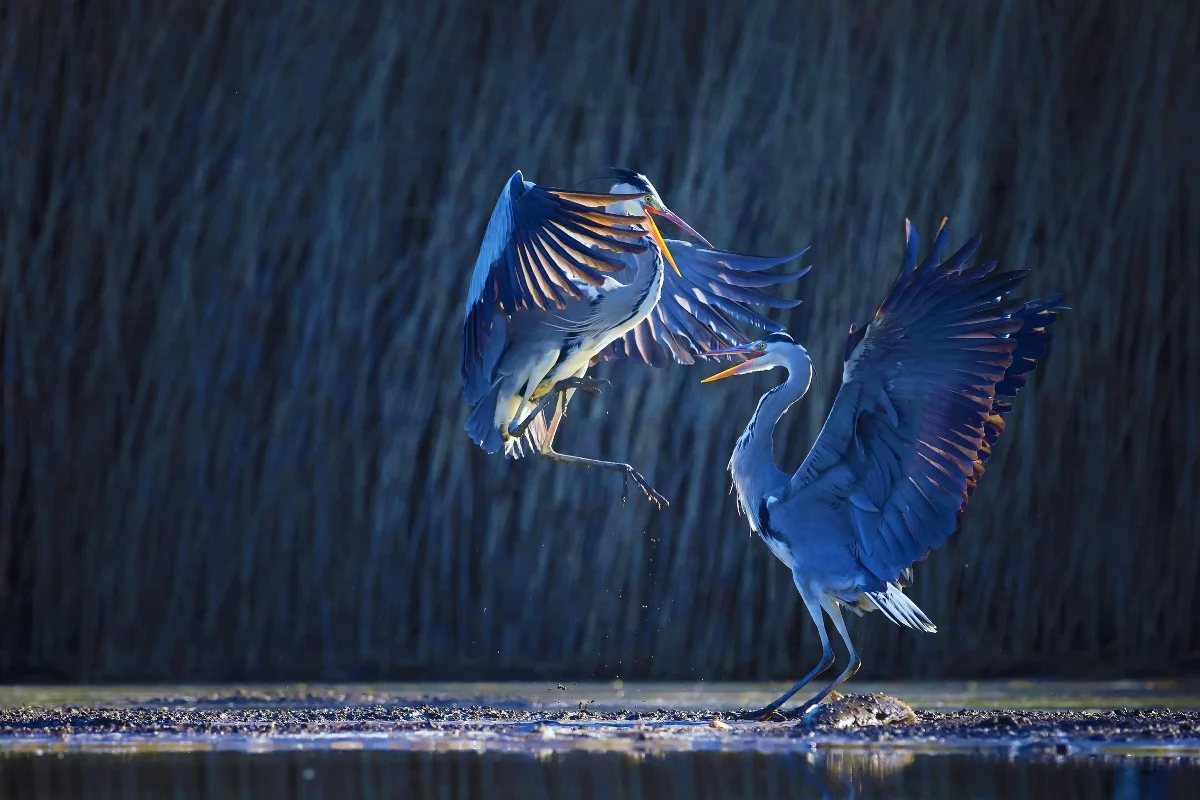 хохлатая цапля. птицы в тумане. японский серый журавль. танец цапля. белый журавль стерх.