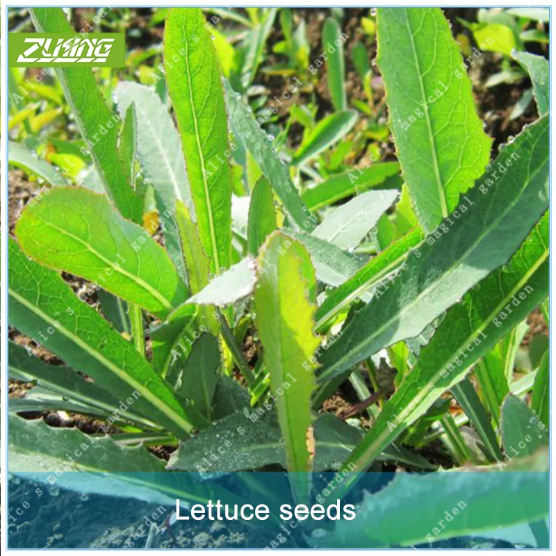ZLKING 30 Organic Red Root Bitter Lettuce Nutritious Lactuca Sativa