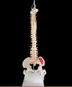 

45cm Human spine model with nerve mark surgery lumbar cervical pelvis skeleton model