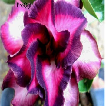 

Prodgf 5Pcs A Set purple with white edge Adenium Desert Rose