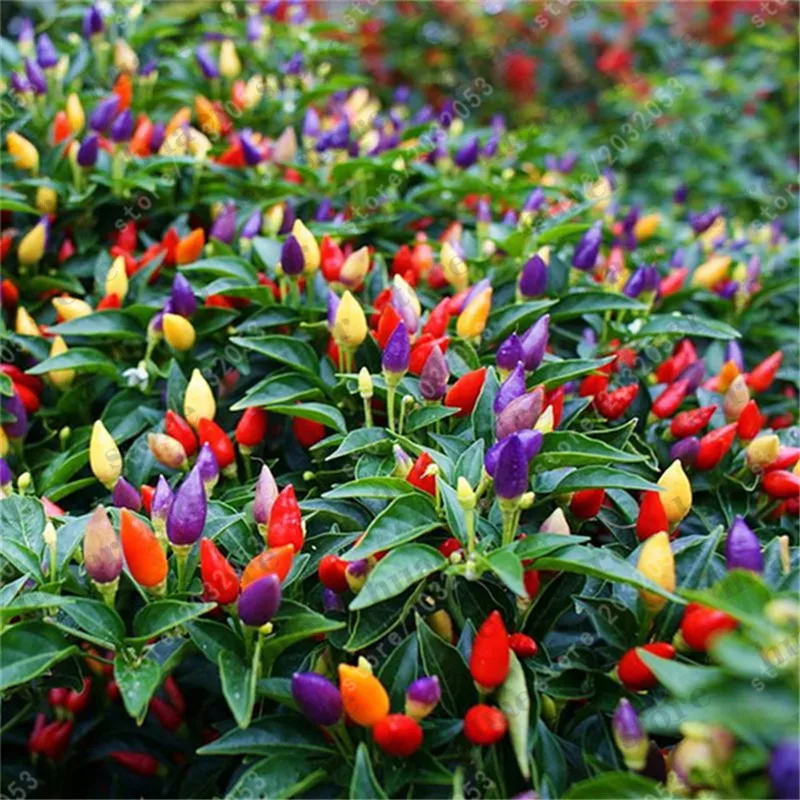 100 pcs/,Color chili peppers bonsai ,Capsicum annuum,Capsicum