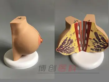 

Female breast model feeding breast anatomy model maternal and child nursing training model educational model