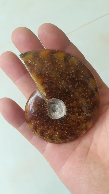 Best Offers Natural snail fossil snow - stone snail fossils beautiful. Best Offers Natural snail fossil snow - stone snail fossils beautiful.