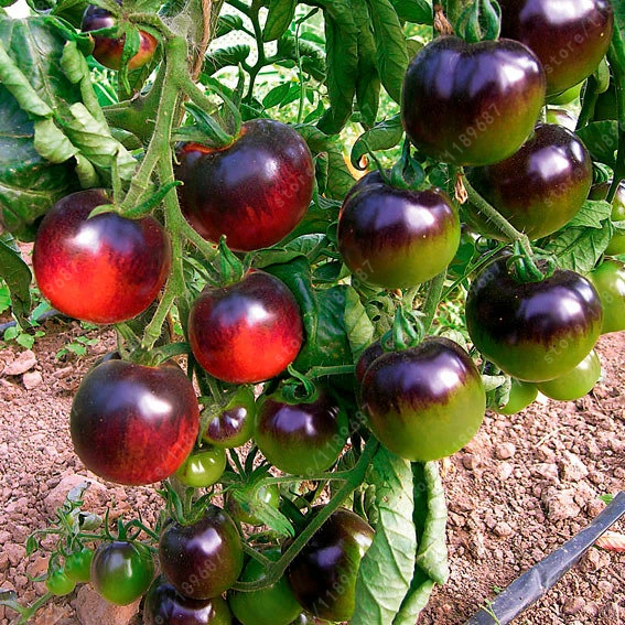 200 pcs/bag tomato red black cherry tomato plants organic fruit vegetable bonsai potted plant for home garden