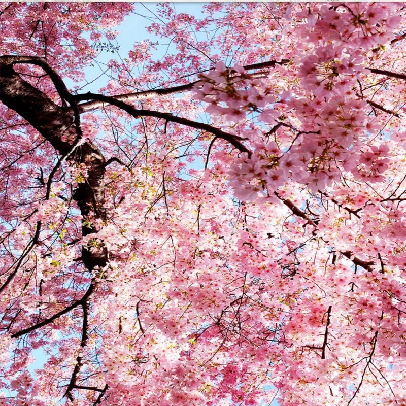 9000+ Wallpaper Alam Merah Gratis 9000+ Wallpaper Alam Merah Gratis