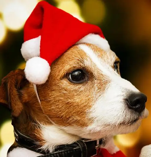 (10pc/lot) Pet dog puppy Christmas Caps red Hat For Dogs Cats Gift dog