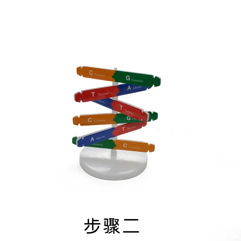  Technology Diy Human Gene DNA Double Helix Model Science Biological Science Experimental Equipment  - 33029254475