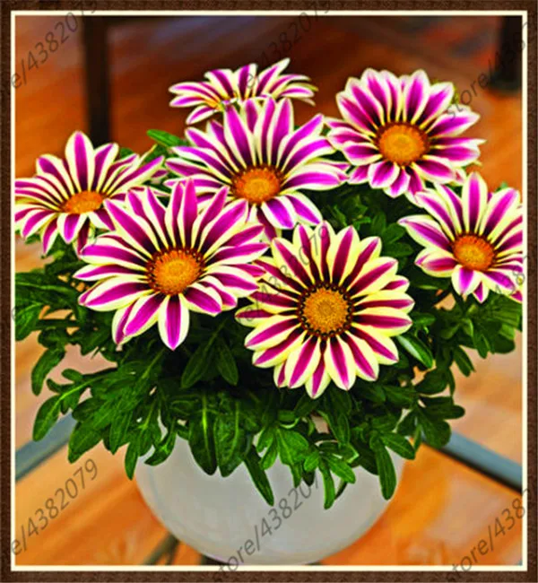 

20pcs Rare mix color Medal Daisy Species Chrysanthemum Potted Flowers Gazania Sunflower Africa