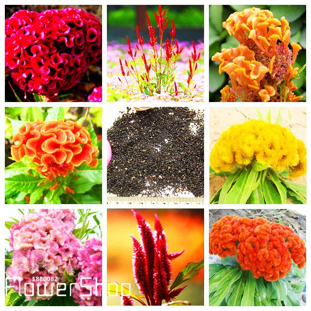 100Pcs Professional Pack Tri-color Rare Petunia Annual Bonsai Flower Seeds New