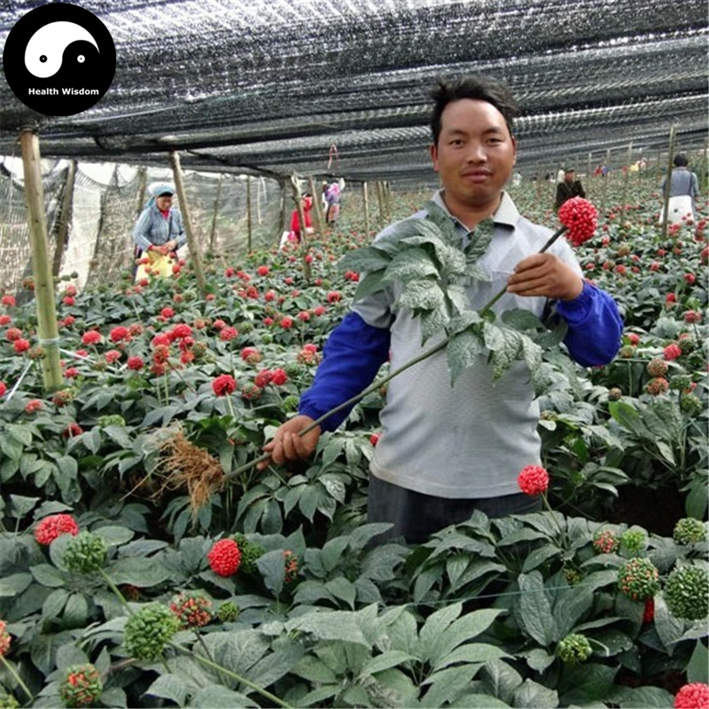 Купить женьшень ложный Semente 200 шт завод юньнань Тянь Qi выращивать травы псевдо женьшень