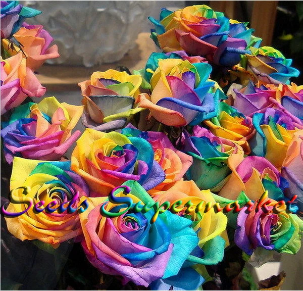 100 Seeds Rare Rainbow Rose Seed For Your Lover Rainbow
