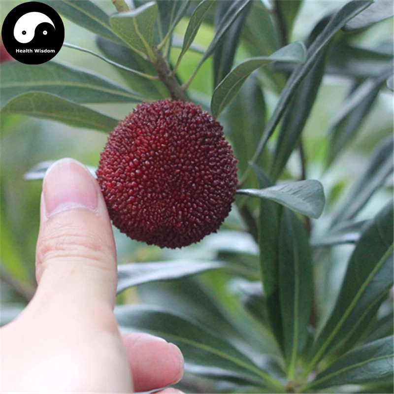 

Buy Strawberry Fruit Tree Semente 50pcs Plant Berry Myrica For Chinese Yang Mei